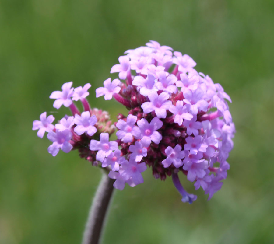 Verbena bonariensis / Verbena del Brasile